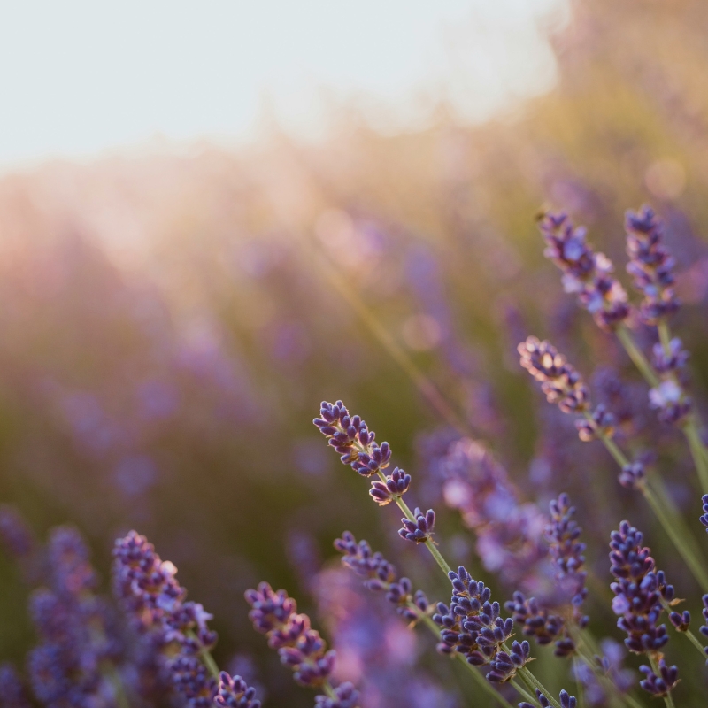 Esencias Tavira de Lavanda
